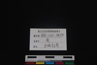 梅花鹿骨藏品圖，第3張