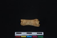 梅花鹿骨藏品圖，第1張