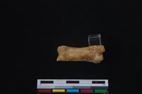 梅花鹿骨藏品圖，第2張