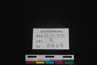 梅花鹿骨藏品圖，第3張