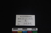 梅花鹿骨藏品圖，第3張