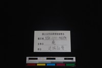 梅花鹿骨藏品圖，第3張