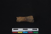 梅花鹿骨藏品圖，第1張