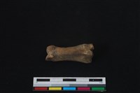 梅花鹿骨藏品圖，第2張