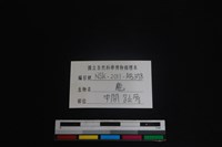 梅花鹿骨藏品圖，第3張