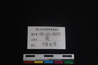梅花鹿骨藏品圖，第3張