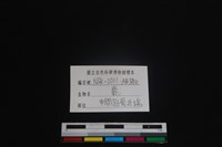梅花鹿骨藏品圖，第3張