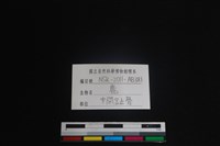 梅花鹿骨藏品圖，第3張