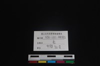 梅花鹿骨藏品圖，第3張