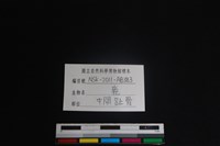 梅花鹿骨藏品圖，第3張
