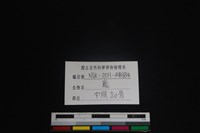 梅花鹿骨藏品圖，第3張