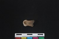 梅花鹿骨藏品圖，第1張