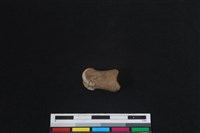 梅花鹿骨藏品圖，第2張