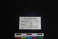 梅花鹿骨藏品圖，第3張