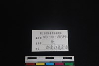 梅花鹿骨藏品圖，第3張