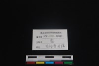 梅花鹿骨藏品圖，第3張