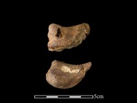 梅花鹿骨藏品圖，第1張