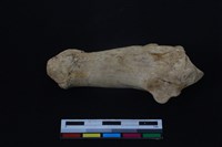 梅花鹿骨藏品圖，第1張