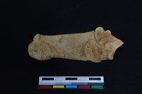 梅花鹿骨藏品圖，第2張