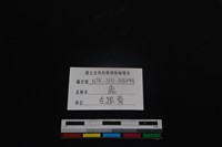 梅花鹿骨藏品圖，第3張