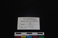 梅花鹿骨藏品圖，第4張