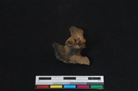 梅花鹿骨藏品圖，第2張