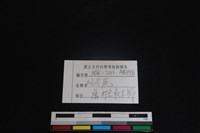 梅花鹿骨藏品圖，第3張