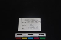 梅花鹿骨藏品圖，第3張