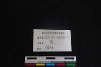 梅花鹿骨藏品圖，第3張