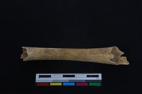 梅花鹿骨藏品圖，第2張