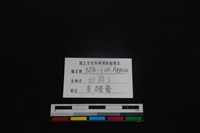 梅花鹿骨藏品圖，第3張