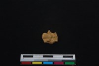 梅花鹿骨藏品圖，第1張