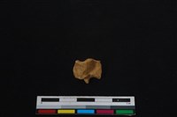 梅花鹿骨藏品圖，第2張