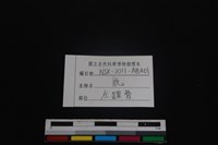 梅花鹿骨藏品圖，第3張