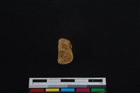 梅花鹿骨藏品圖，第1張