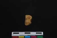 梅花鹿骨藏品圖，第2張