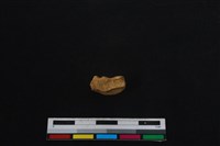 梅花鹿骨藏品圖，第2張