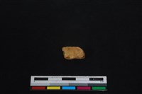 梅花鹿骨藏品圖，第3張