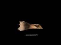 獐骨藏品圖，第2張