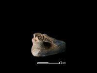 獐骨藏品圖，第2張