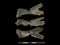 獐骨藏品圖，第1張