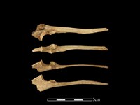 獐骨藏品圖，第1張