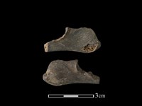 獐骨藏品圖，第1張