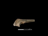 獐骨藏品圖，第1張