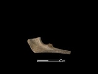 獐骨藏品圖，第2張