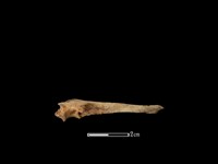 山羌骨藏品圖，第1張