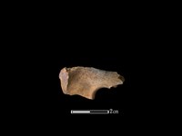 獐骨藏品圖，第2張