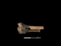 獐骨藏品圖，第2張