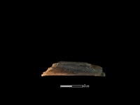 獐骨藏品圖，第2張