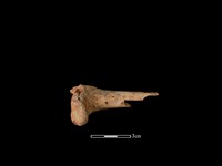 獐骨藏品圖，第1張